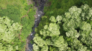 Calm stream through dense vegetation