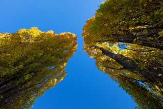 Poplar trees in autumn